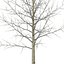 Joven amarillo árbol de álamo invierno