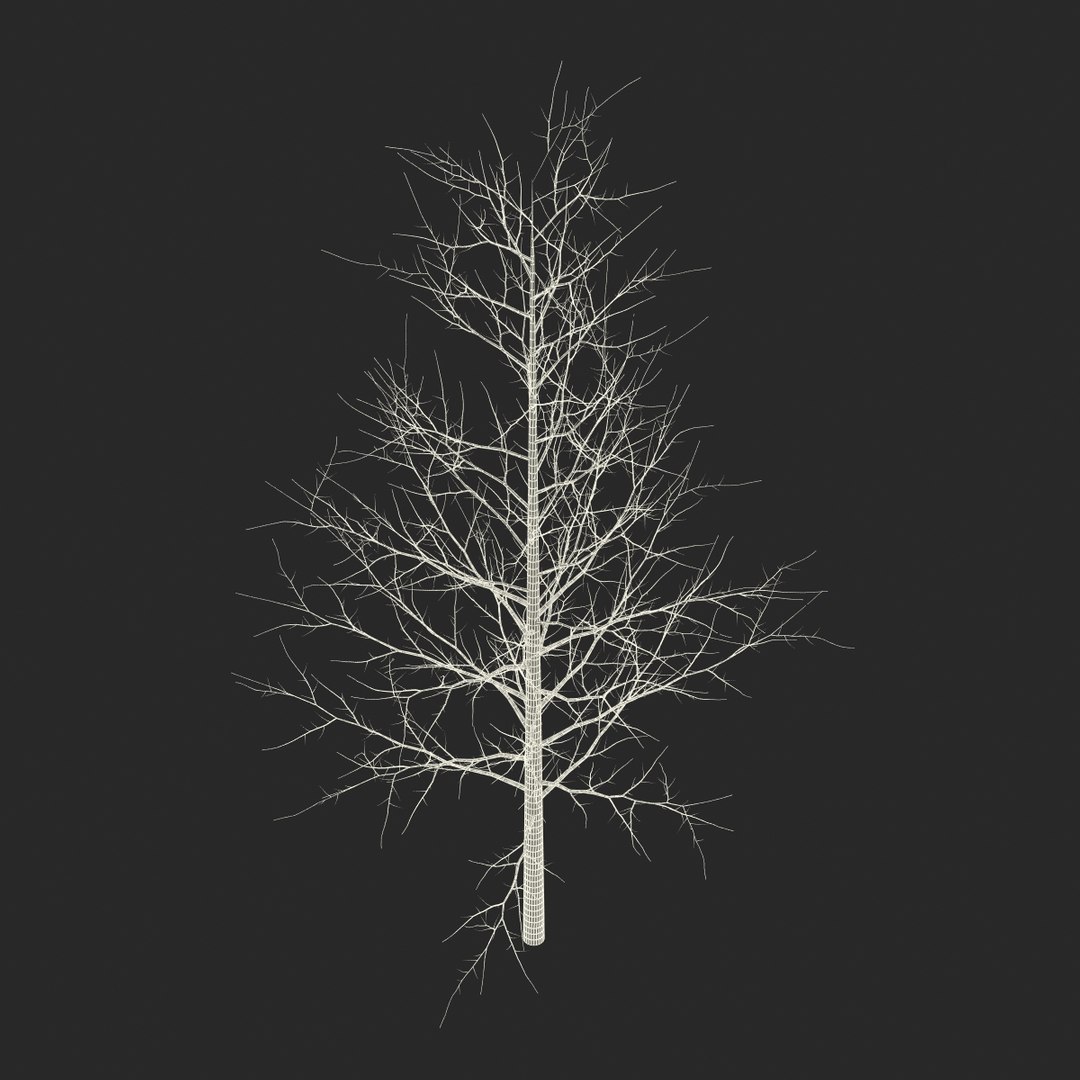 3d model young yellow poplar tree https://p.turbosquid.com/ts-thumb/Cy/oGneqV/WXpj18DC/youngyellowpoplartreewinter3dmodel13/jpg/1440675473/1920x1080/fit_q87/cb9e94bd0f04cfe0871c5a1fcb3a45b3cf46ceba/youngyellowpoplartreewinter3dmodel13.jpg