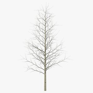 3d model young yellow poplar tree