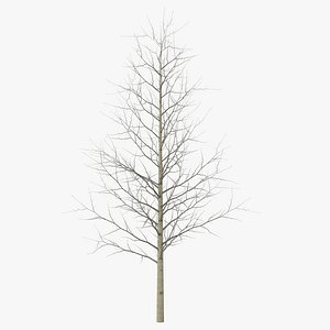 Young Yellow Poplar Tree Winter