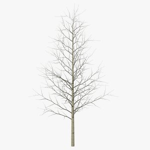 Young Yellow Poplar Tree Winter