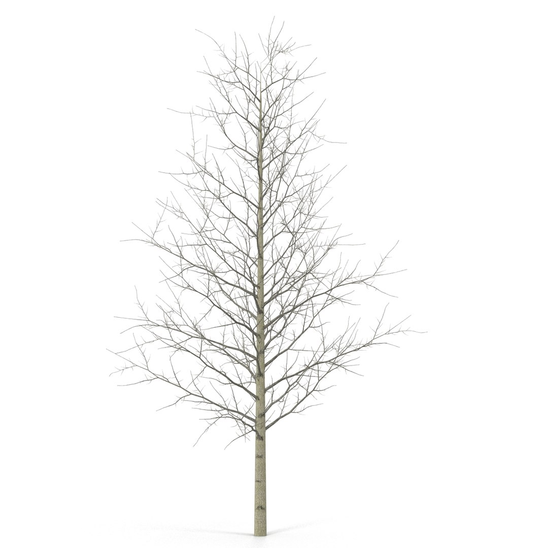 3d model young yellow poplar tree https://p.turbosquid.com/ts-thumb/Cy/oGneqV/oWMJDQ5M/youngyellowpoplartreewinter3dmodel03/jpg/1440675472/1920x1080/fit_q87/72978f06227996b8f5112ae1eb9dbca261417416/youngyellowpoplartreewinter3dmodel03.jpg