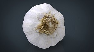 REALISTIC GARLIC