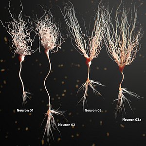 Three Neuron Package Realistic Anatomy