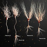 Three Neuron Package Realistic Anatomy