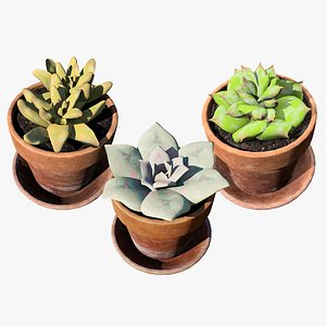 High-Quality Cactus Plants