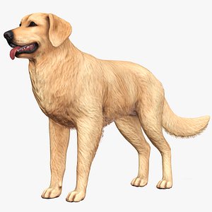 3D model Dog - Golden Retriever