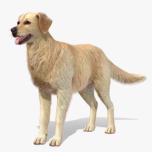 3D model Dog - Golden Retriever