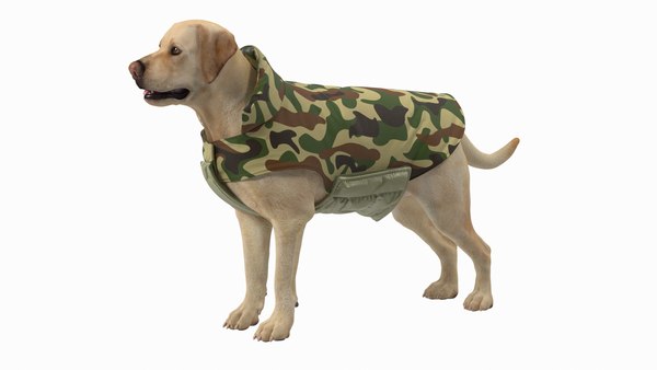 Labrador Wearing Camouflage Coat model - TurboSquid 2040980