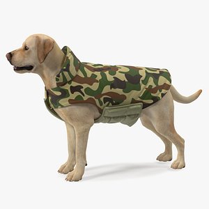 Labrador Wearing Camouflage Coat model