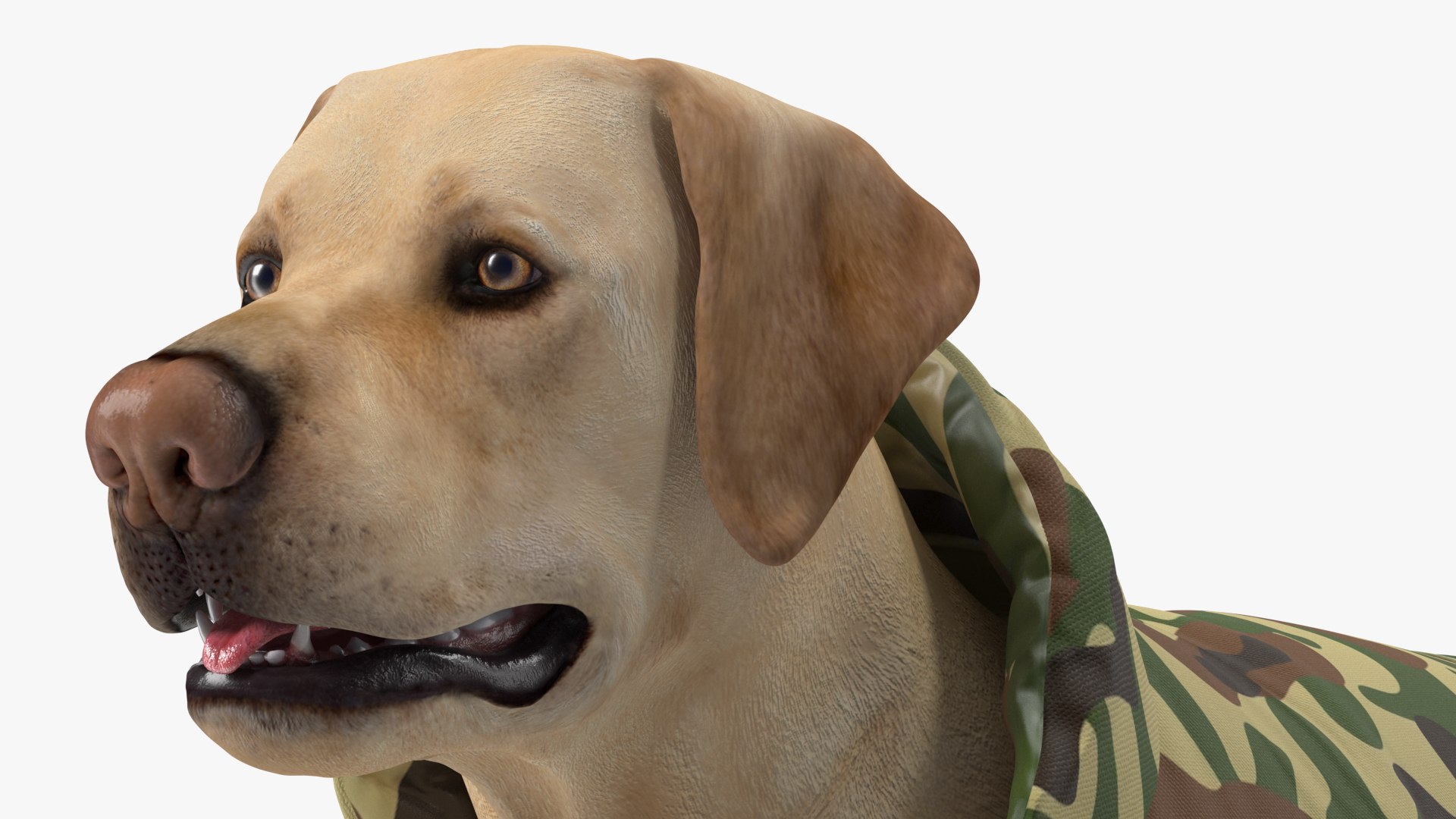 Labrador Wearing Camouflage Coat Model - TurboSquid 2040980