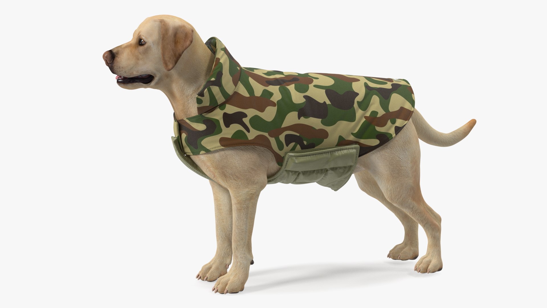 Labrador Wearing Camouflage Coat 3D model preview