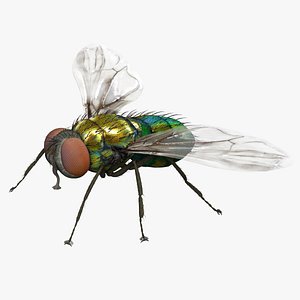 housefly fly max