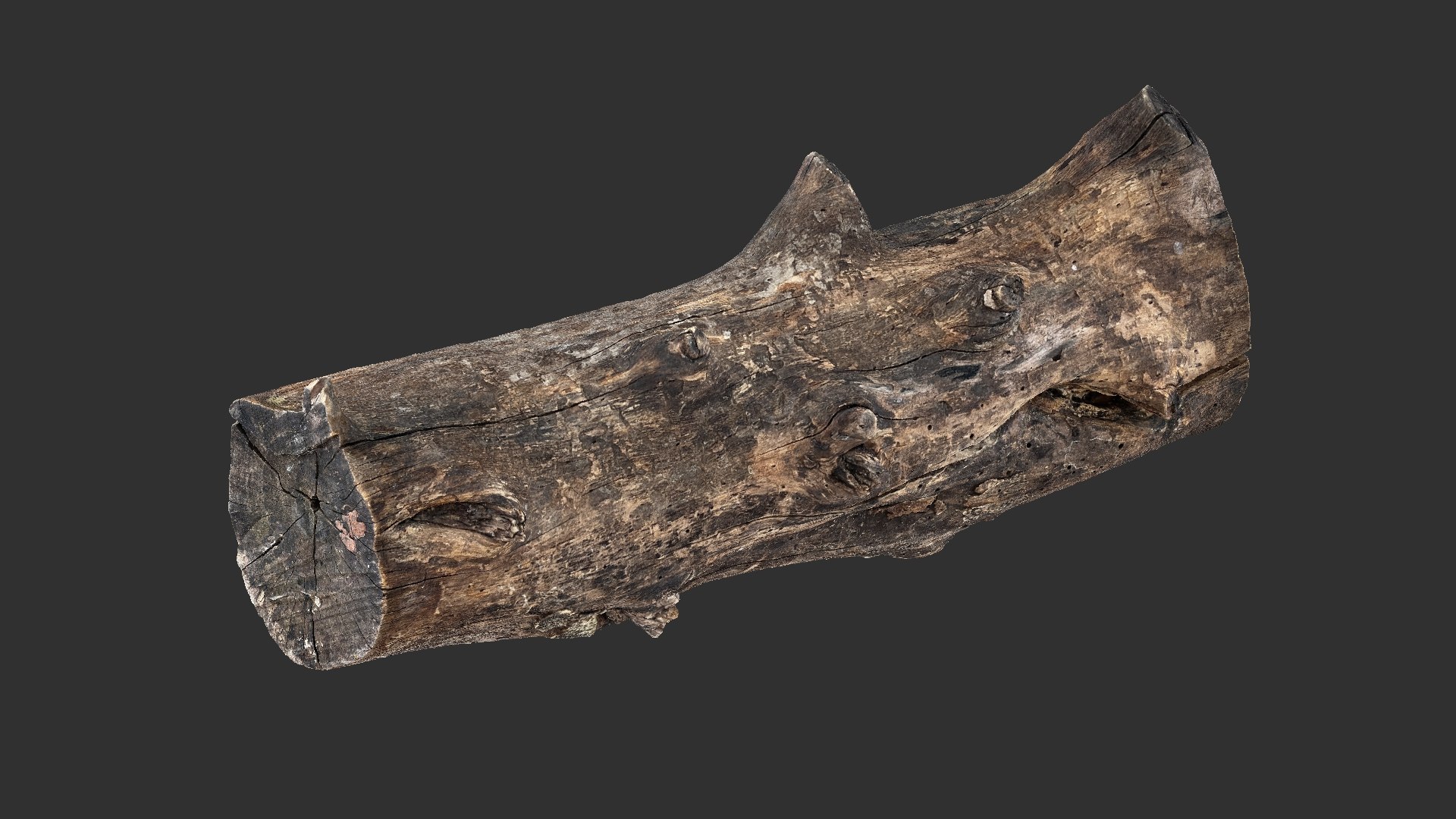 3D Withered Tree Trunk 3d Scan In Highpoly Model - TurboSquid 2202725