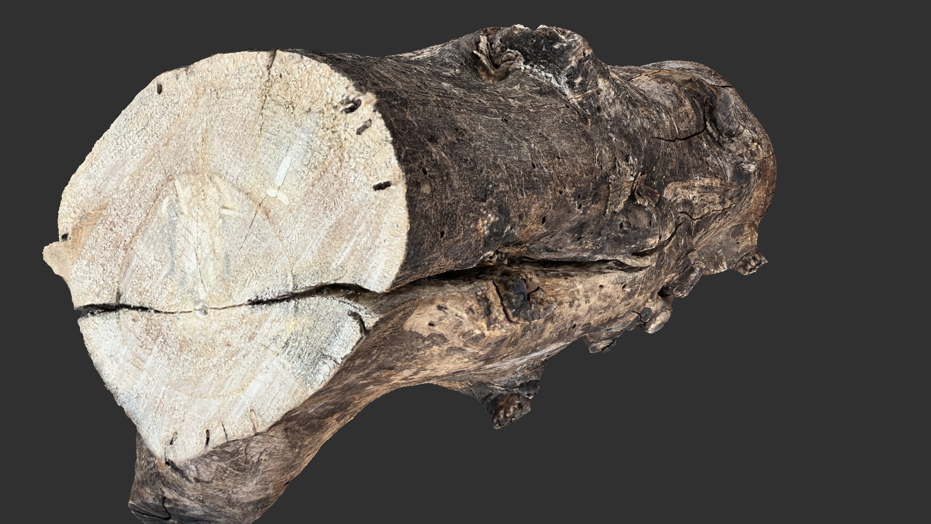 3D Withered Tree Trunk 3d Scan In Highpoly Model - TurboSquid 2202725