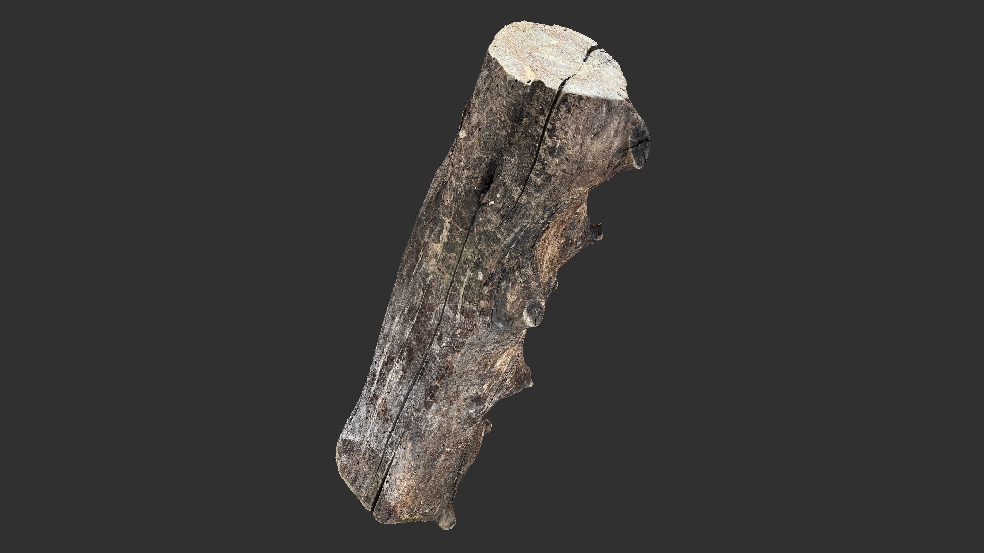 3D Withered Tree Trunk 3d Scan In Highpoly Model - TurboSquid 2202725