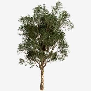 3D Set of Eucalyptus Globulus or Blue gum Tree - 2 Trees