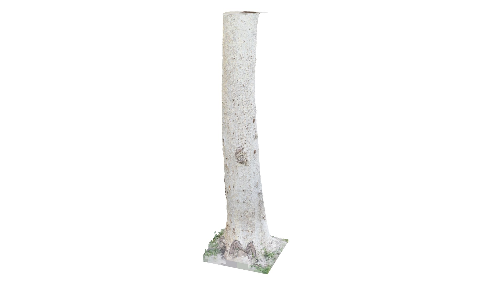 photogrammetry diffuse 3D model https://p.turbosquid.com/ts-thumb/Cz/q6imcm/9cAcQV4H/whitebirchtrunk_2/jpg/1553270076/1920x1080/fit_q87/88fabe2932453419b5a2525c25cc516631264013/whitebirchtrunk_2.jpg