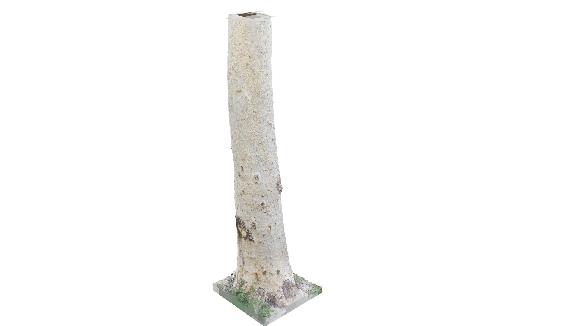 photogrammetry diffuse 3D model https://p.turbosquid.com/ts-thumb/Cz/q6imcm/IiAKl064/whitebirchtrunk_1/jpg/1553270046/1920x1080/fit_q87/ab935ffbff74117008b70b599cabca80c1158370/whitebirchtrunk_1.jpg