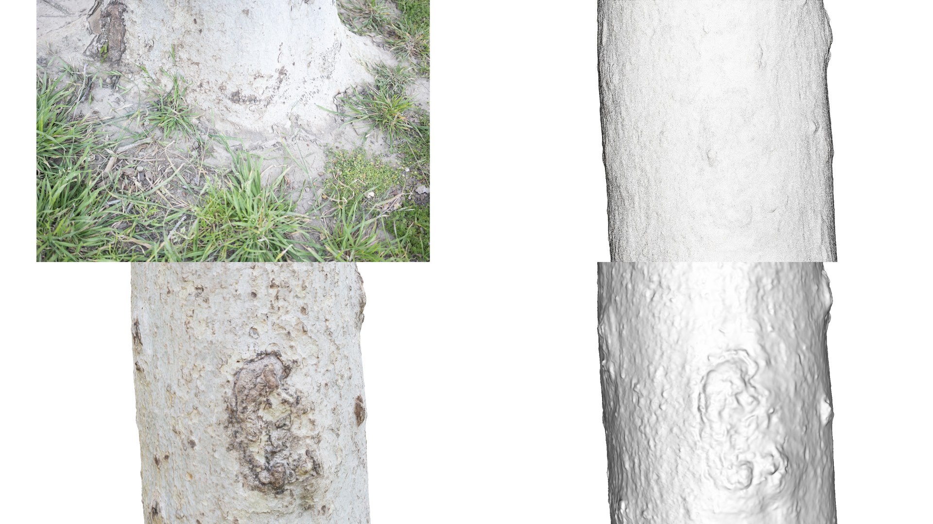 photogrammetry diffuse 3D model https://p.turbosquid.com/ts-thumb/Cz/q6imcm/cufdvr4R/whitebirchtrunk_near/jpg/1555132710/1920x1080/fit_q87/e43ca768b402cb9e167dcc80620d990ec0cee003/whitebirchtrunk_near.jpg