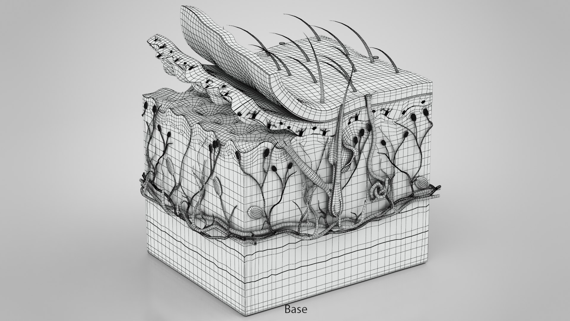 3D Skin Parts Anatomy https://p.turbosquid.com/ts-thumb/Cz/ujyL6n/2h/ww00001copy/jpg/1628174170/1920x1080/fit_q87/82d1f2ff06222dd83dacf1811da5ac996b316a5a/ww00001copy.jpg