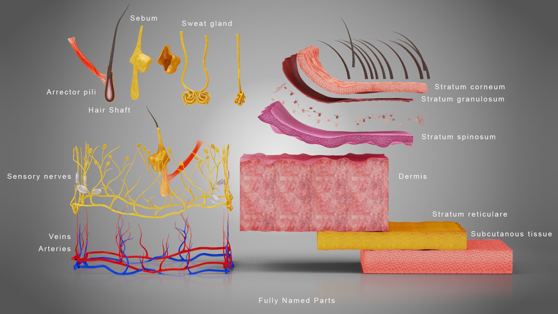 3D Skin Parts Anatomy https://p.turbosquid.com/ts-thumb/Cz/ujyL6n/3L/graph_layout/jpg/1628174168/1920x1080/fit_q87/29cf7f0059682ac3c1847a00fe5422aece663e92/graph_layout.jpg