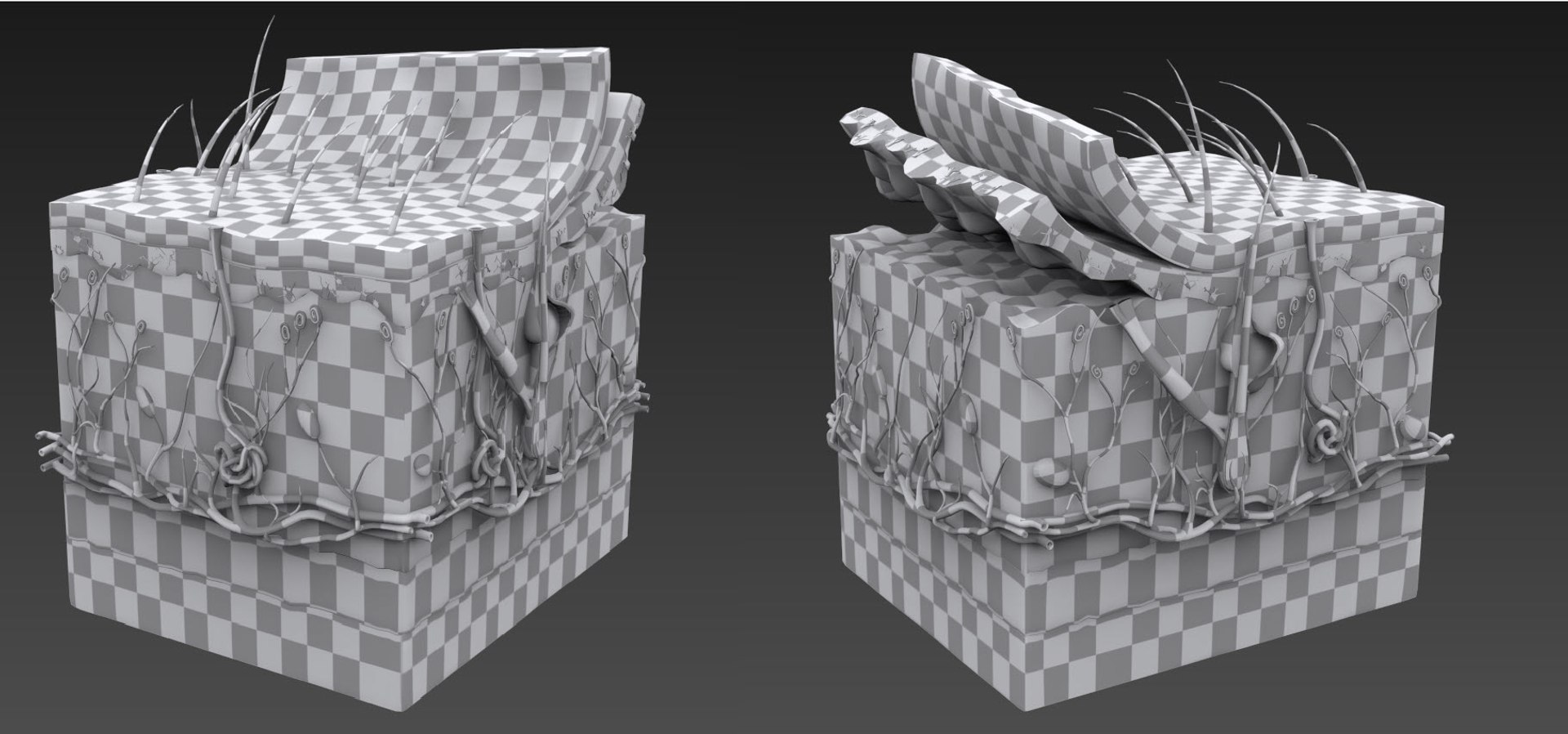 3D Skin Parts Anatomy https://p.turbosquid.com/ts-thumb/Cz/ujyL6n/6F/20210805_141823/jpg/1628174158/1920x1080/fit_q87/df0b14f3ecb2542cca51530b63cffcb901830424/20210805_141823.jpg