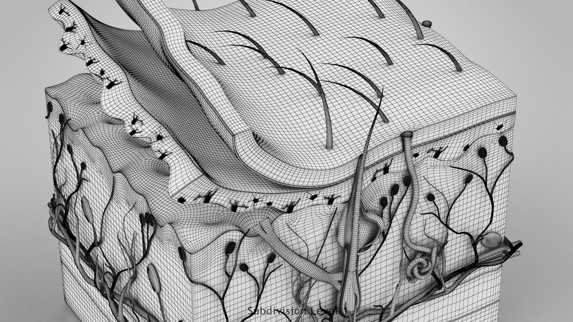 3D Skin Parts Anatomy https://p.turbosquid.com/ts-thumb/Cz/ujyL6n/92/ww00002/jpg/1628174183/1920x1080/fit_q87/2686c7f2d316469922dee5c06a066566e3db1ef6/ww00002.jpg