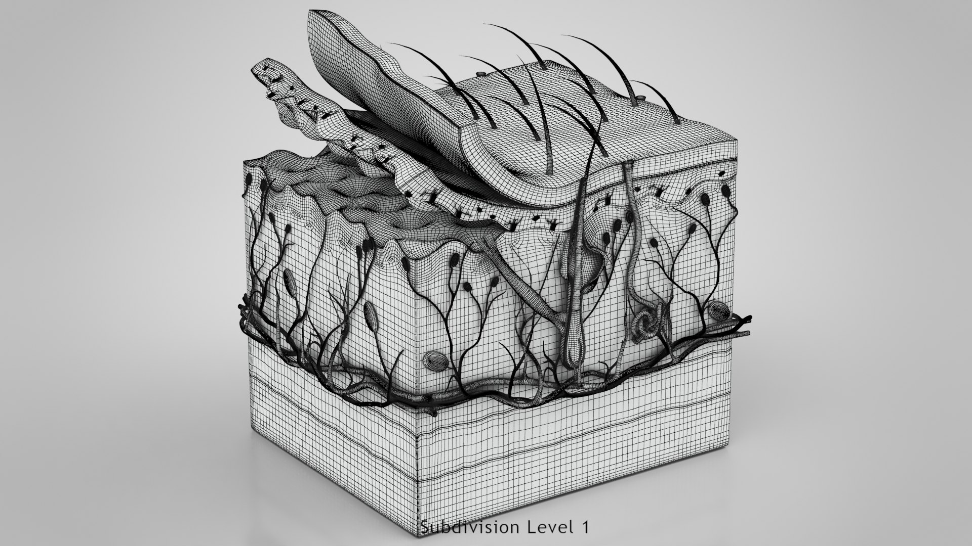 3D Skin Parts Anatomy https://p.turbosquid.com/ts-thumb/Cz/ujyL6n/Ff/ww00001/jpg/1628174179/1920x1080/fit_q87/505dbee4bbcb88d18bd03dade03455a38225edc4/ww00001.jpg