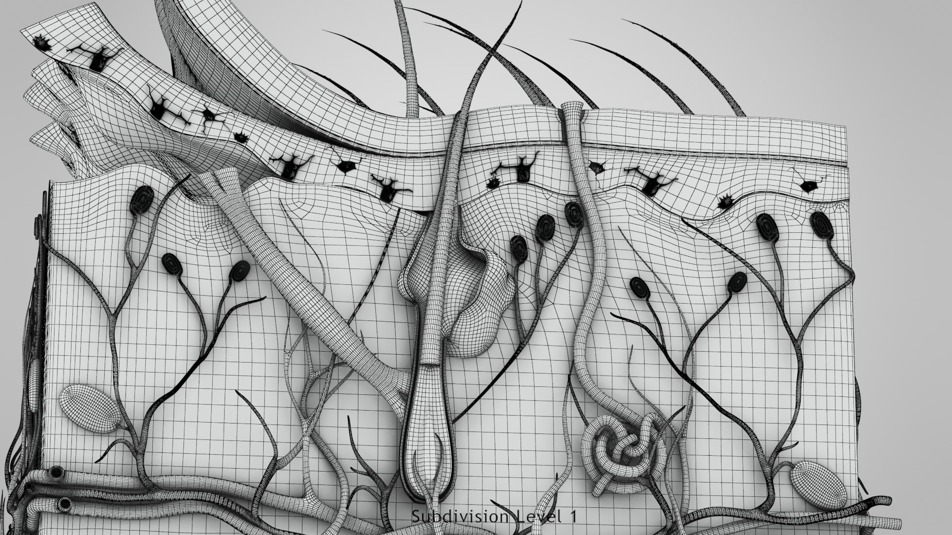3D Skin Parts Anatomy https://p.turbosquid.com/ts-thumb/Cz/ujyL6n/JH/ww00004/jpg/1628174180/1920x1080/fit_q87/780bc2b432ce3d9258a3df09a16e9d8d1272eb7a/ww00004.jpg