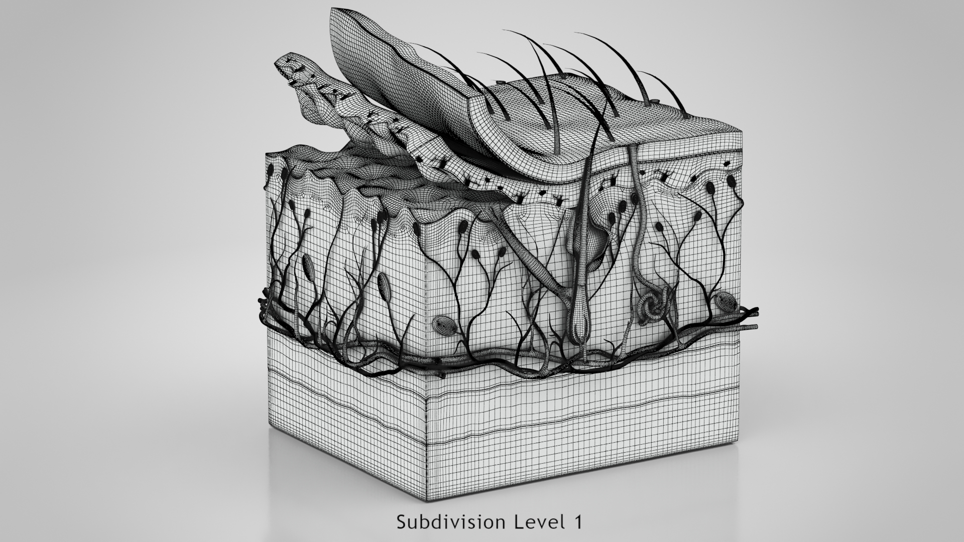 3D Skin Parts Anatomy https://p.turbosquid.com/ts-thumb/Cz/ujyL6n/Jz/wireone/jpg/1628175914/1920x1080/turn_fit_q99/8c85043b336e1bf039f74f2bd2a16676cca4d395/wireone-1.jpg