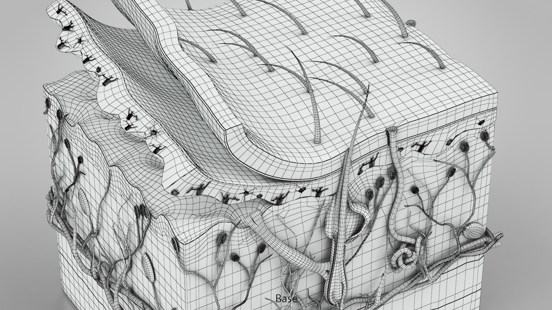 3D Skin Parts Anatomy https://p.turbosquid.com/ts-thumb/Cz/ujyL6n/V5/ww00002copy/jpg/1628174181/1920x1080/fit_q87/8b84ba770017d491de175545e29e1715f8a38dcb/ww00002copy.jpg