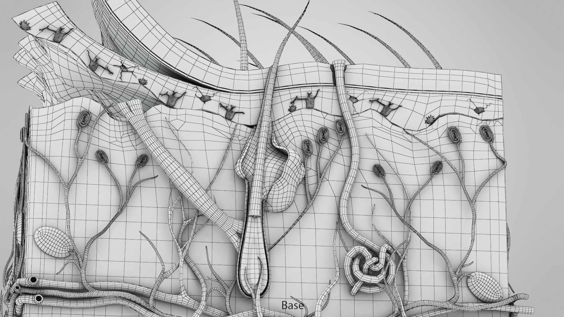 3D Skin Parts Anatomy https://p.turbosquid.com/ts-thumb/Cz/ujyL6n/Zl/ww00004copy/jpg/1628174180/1920x1080/fit_q87/166950c68cf25064613ddfa87a4c01f8976a643e/ww00004copy.jpg