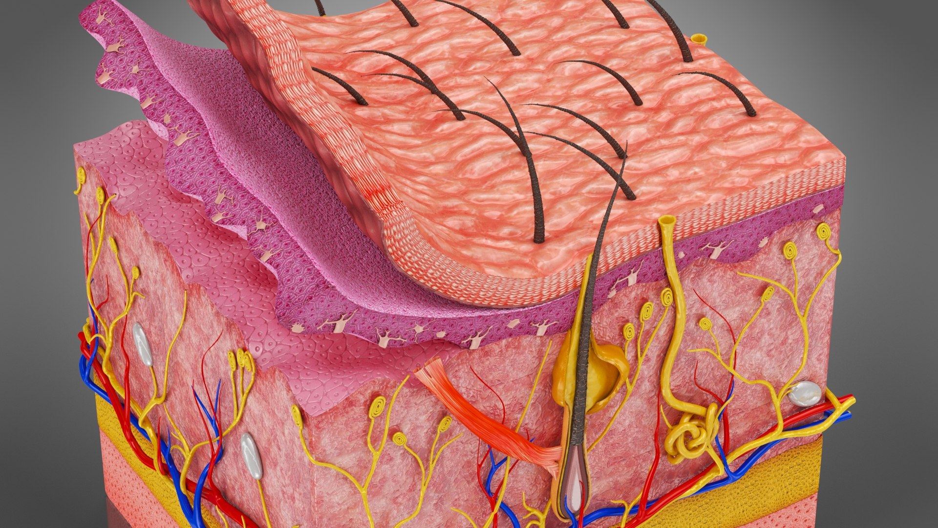 3D Skin Parts Anatomy https://p.turbosquid.com/ts-thumb/Cz/ujyL6n/lm/skinpartsskinanatomy3/jpg/1628174182/1920x1080/fit_q87/beaf92d2442df16bccdba10f00eddcc372215044/skinpartsskinanatomy3.jpg