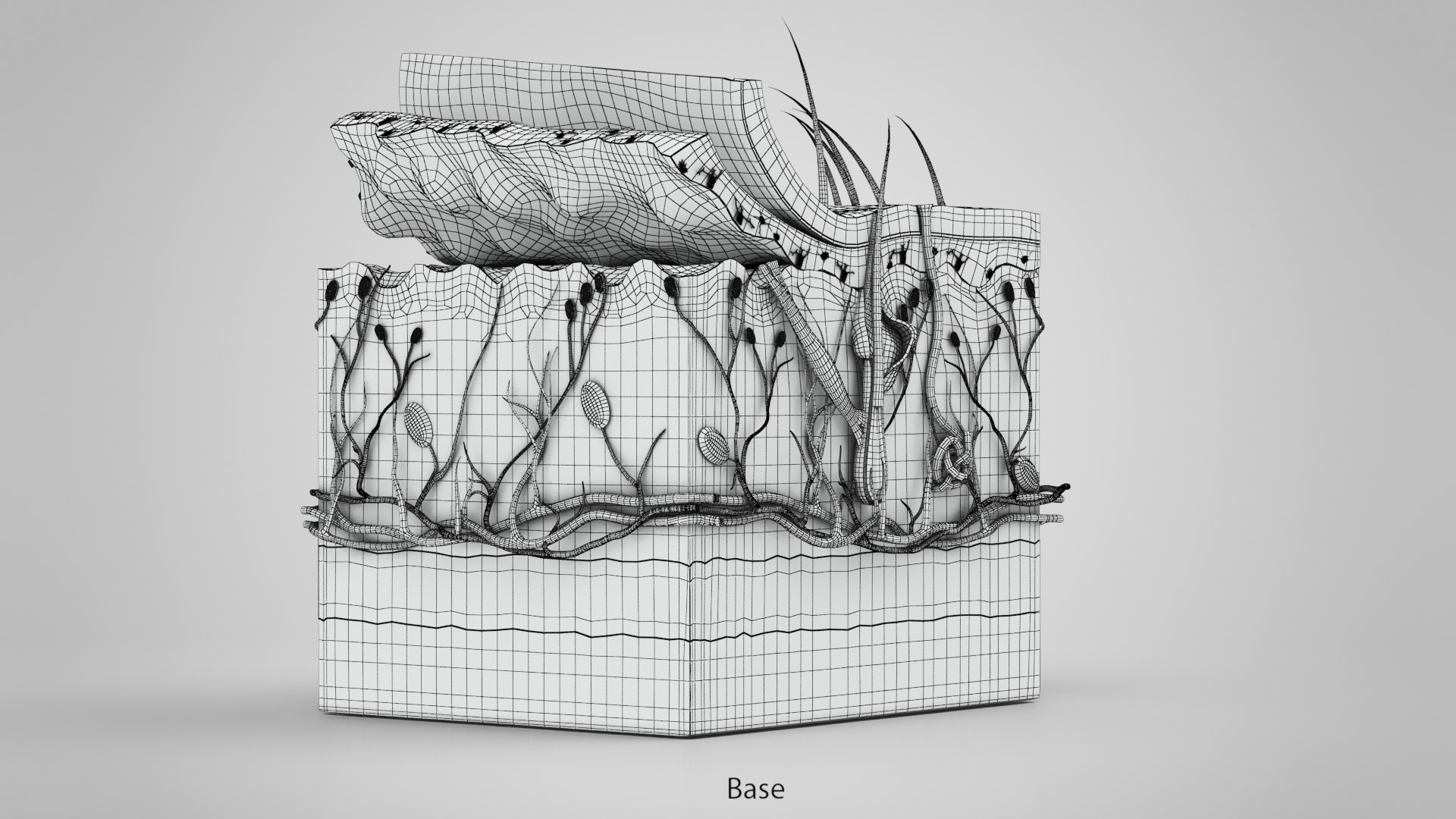 3D Skin Parts Anatomy https://p.turbosquid.com/ts-thumb/Cz/ujyL6n/pG/ww00006copy/jpg/1628174170/1920x1080/fit_q87/1c69ba989a79a2a192a18d7e65039ef30bbd9213/ww00006copy.jpg