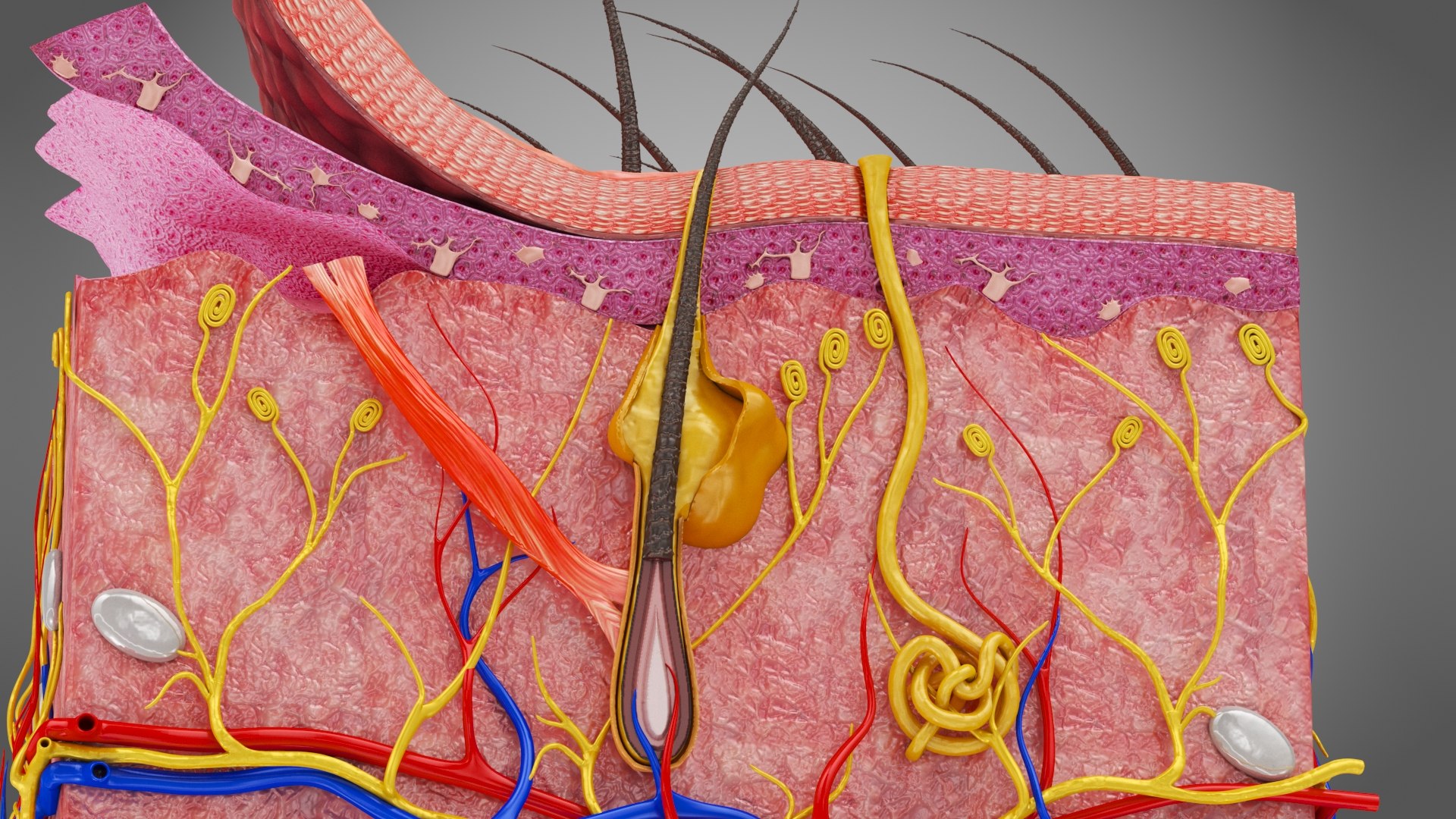 3D Skin Parts Anatomy - TurboSquid 1769936