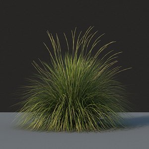 XfrogPlants Deergrass - Muhlenbergia Rigens 3D model