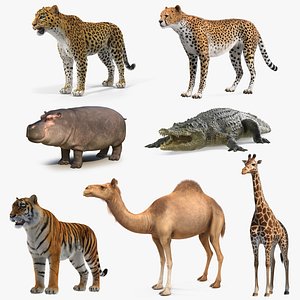 African Animals Collection 5