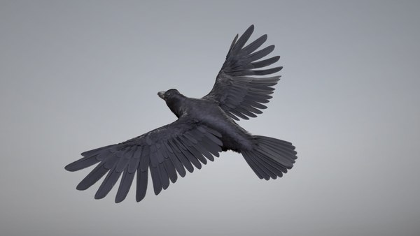 Raven Rigged3Dモデル - TurboSquid 1994841