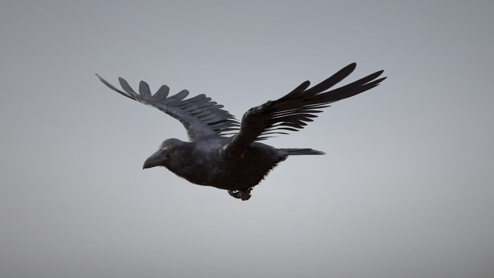 3D Raven Rigged https://p.turbosquid.com/ts-thumb/D0/2ZAHcp/Hm/raven002/png/1669815953/1920x1080/fit_q87/d4260de31de5d071d8e151cbec3dda2dbba8a426/raven002.jpg