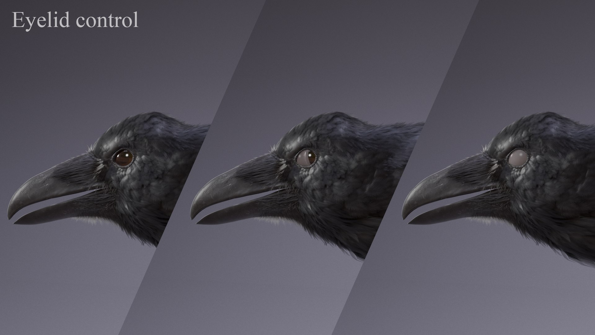 3D Raven Rigged https://p.turbosquid.com/ts-thumb/D0/2ZAHcp/kx/raven_eyelid/png/1669816152/1920x1080/fit_q87/223e7ae957b2801f6134cf72dfddca83b6ec3f27/raven_eyelid.jpg