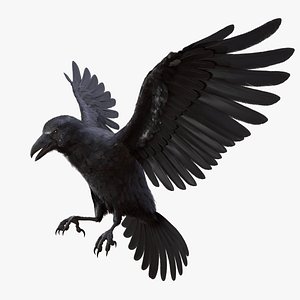 3D Raven Rigged