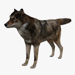 wolf rigged blender 3D model