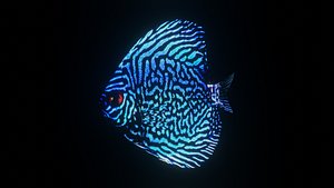 Discus low poly