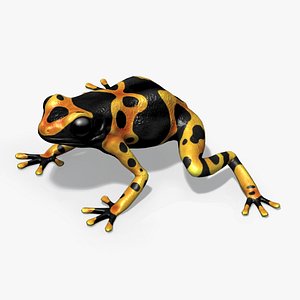3D BumbleBee Frog
