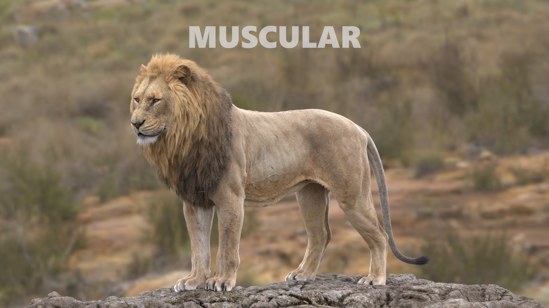 3D Lion Animated model https://p.turbosquid.com/ts-thumb/D0/T7zI2L/7h/muscular/jpg/1648569831/1920x1080/fit_q87/63c5f2477eb5ce8552627725be540f46823c7b89/muscular.jpg