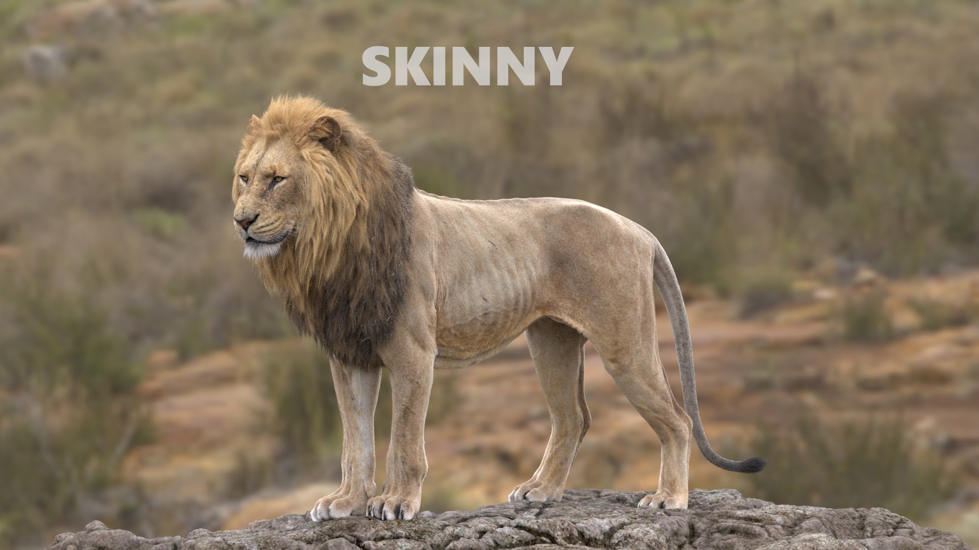 3D Lion Animated model https://p.turbosquid.com/ts-thumb/D0/T7zI2L/CW/skinny/jpg/1648569829/1920x1080/fit_q87/bff174adc48407c585648ae2640df08cc69d4b51/skinny.jpg