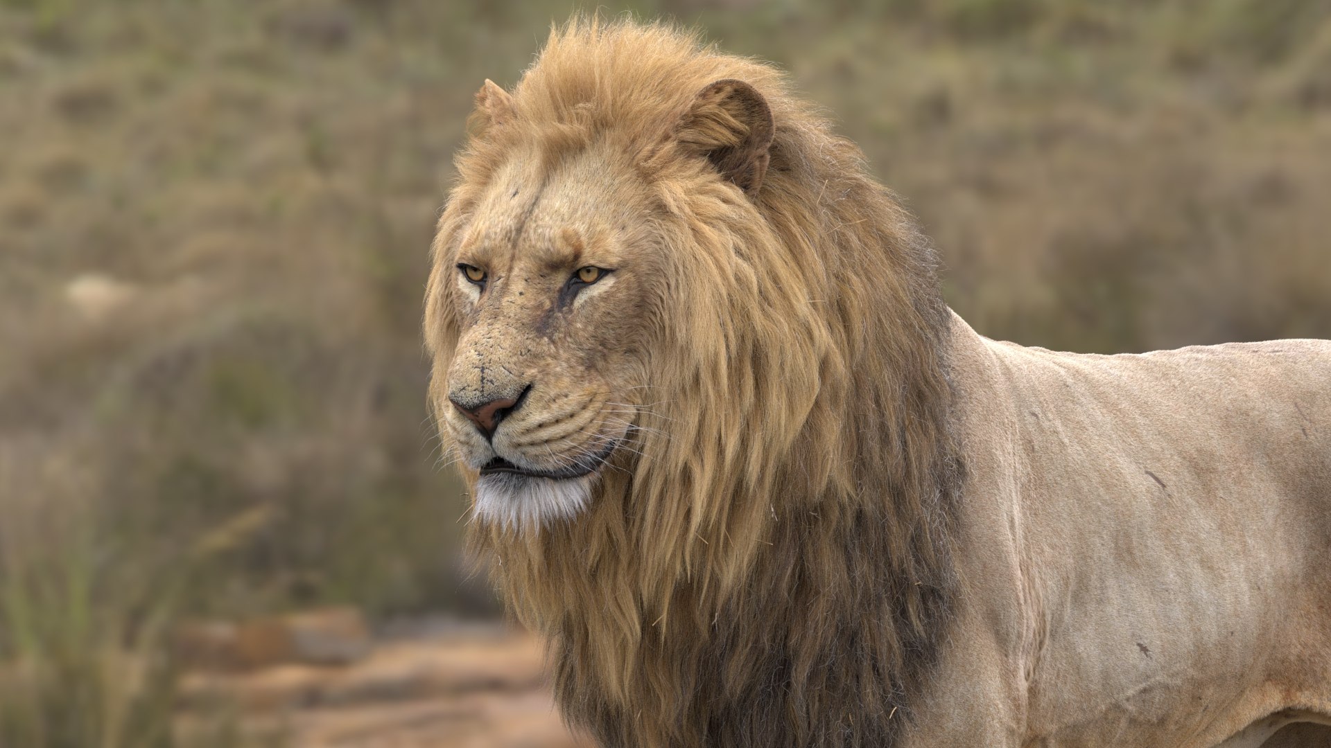 3D Lion Animated model https://p.turbosquid.com/ts-thumb/D0/T7zI2L/TV/11/jpg/1648633608/1920x1080/fit_q87/474ac3315bdbfeae1171c1c4a53d63af33ef3eb7/11.jpg