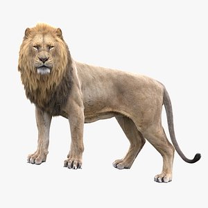 3D Lion Animated model