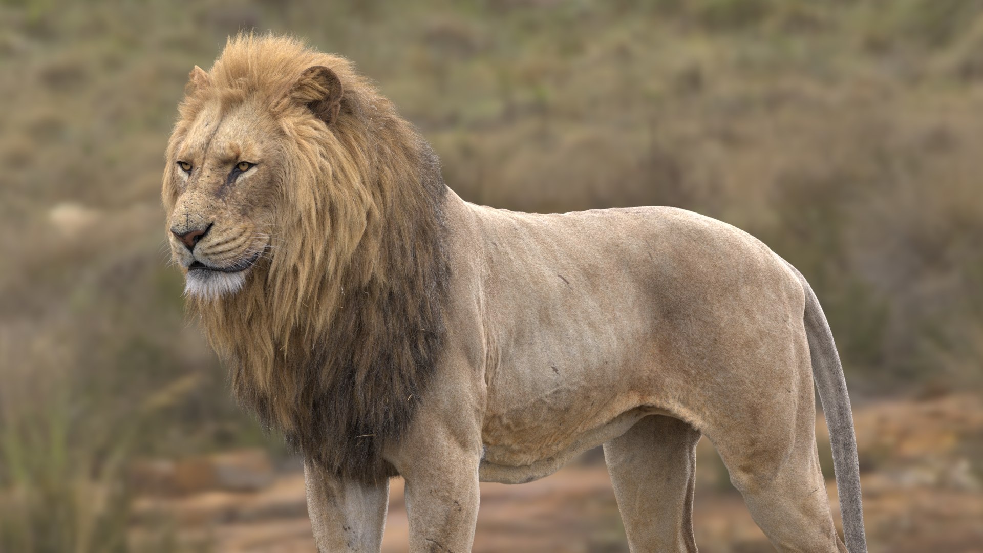 3D Lion Animated model https://p.turbosquid.com/ts-thumb/D0/T7zI2L/rb/12/jpg/1648633607/1920x1080/fit_q87/049f9a210e598142f8cd9f7e61d3f34b9172b6a1/12.jpg